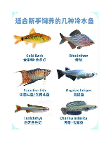 冷水鱼怎么养,冷水鱼养殖技巧