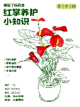 红掌花室内要怎么养,红掌花室内养殖技巧