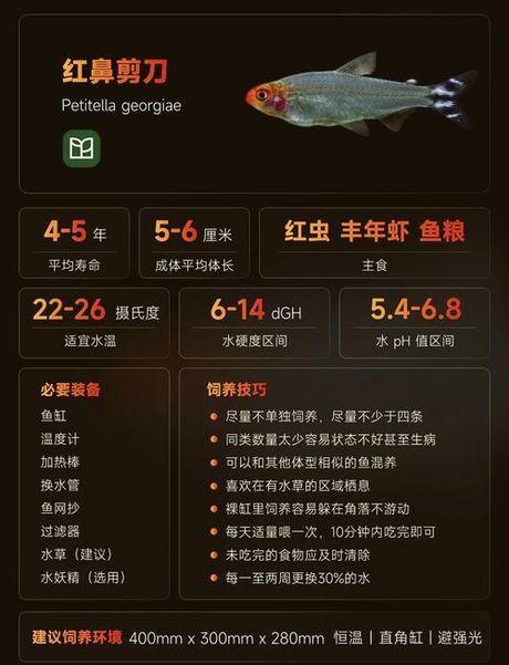 红箭鱼怎么养，红箭鱼养殖指南