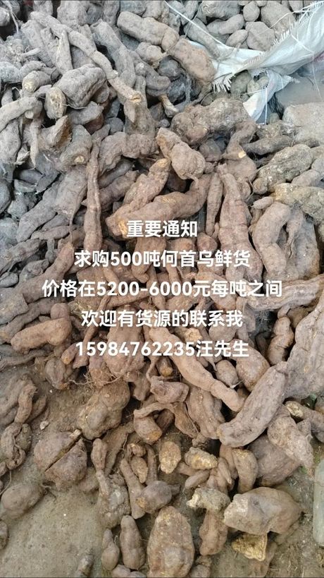 何首乌价格，今日何首乌价格持续上涨