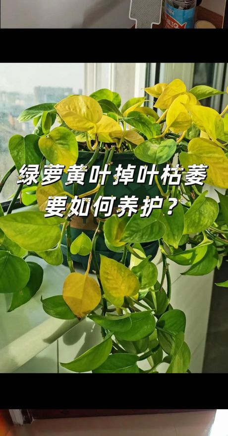绿萝叶子发黄怎么办：原因解析与解决方法
