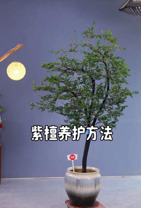 紫檀树怎么养，紫檀树的养护方法