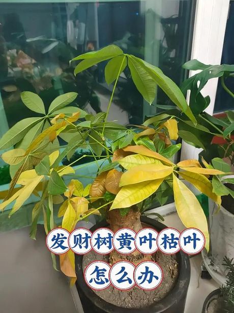 发财树叶子发黄掉落怎么办