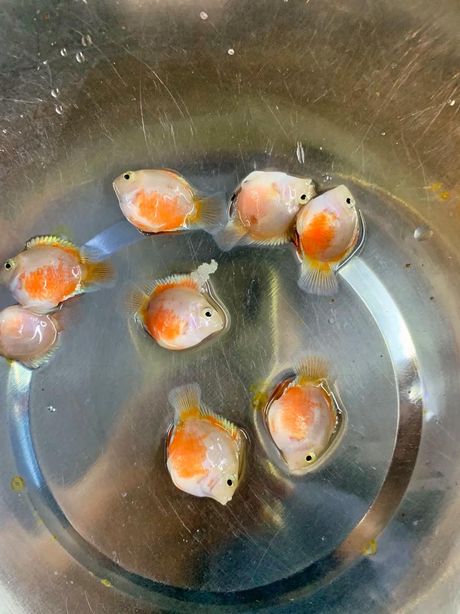 红鹦鹉鱼变白怎么办