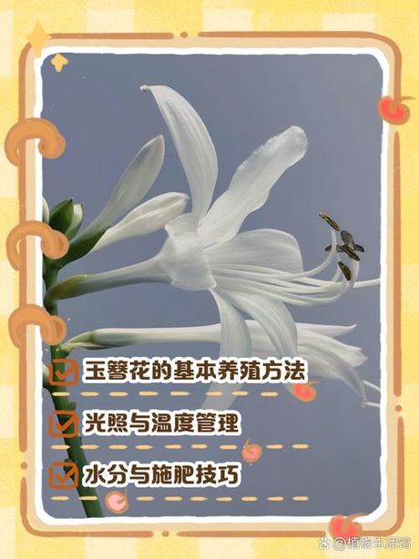 玉簪花的养殖方法