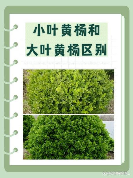 小叶黄杨木鉴别方法
