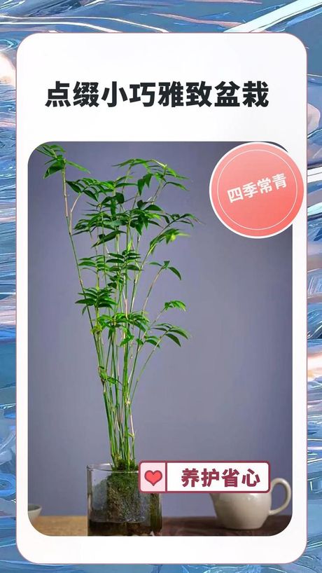 米竹的养殖方法和注意事项