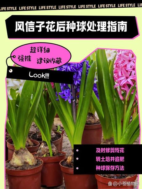风信子开花后怎么处理，风信子开花后的处理方法
