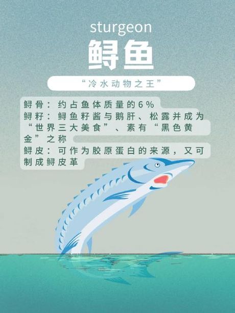 鲟鱼多少钱一斤，2025年鲟鱼价格行情分析