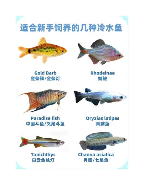 冷水鱼怎么养，冷水鱼养殖技巧