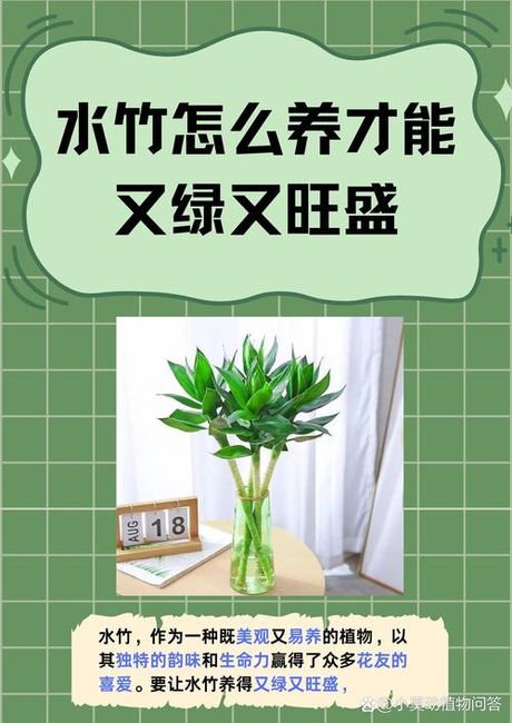 水竹怎么养才长得好