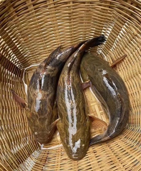 笋壳鱼多少钱一斤，笋壳鱼市场行情及价格分析