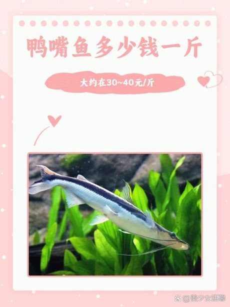 鸭嘴鱼多少钱一斤，鸭嘴鱼市场价格分析