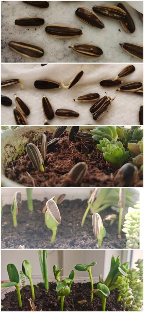 太阳花种子种植方法