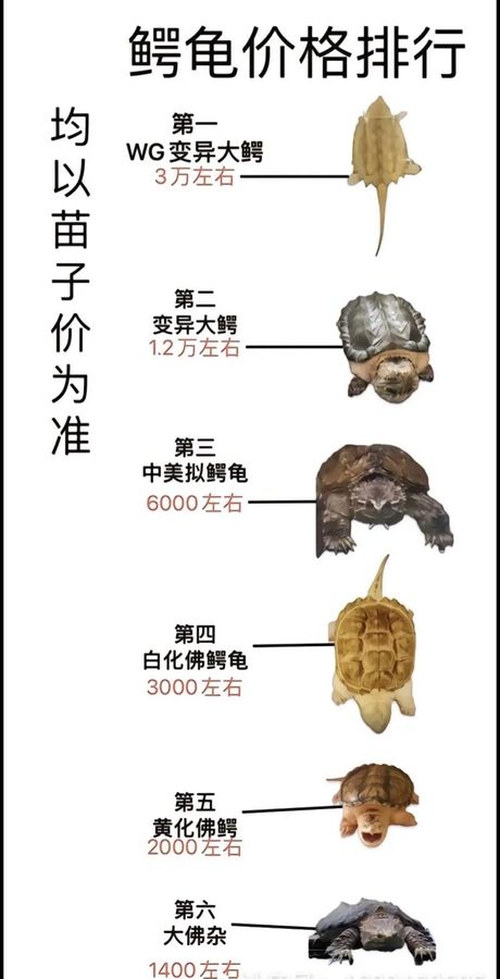 鳄龟多少钱一只，鳄龟价格解析