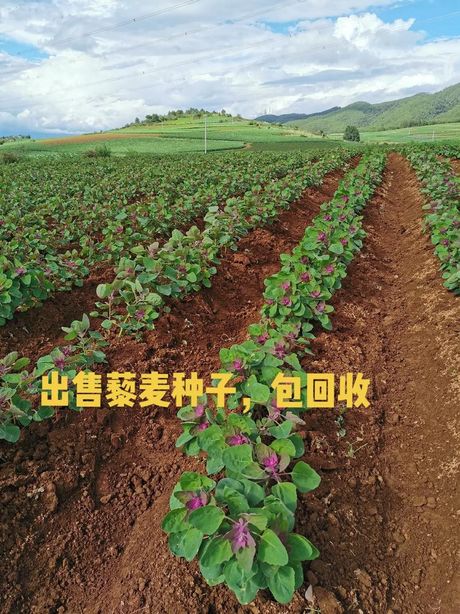藜麦多少钱一斤：2025年最新价格信息