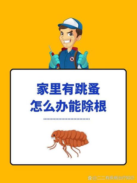 家里有跳蚤怎么办能除根