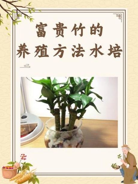 水培富贵竹的养殖方法和注意事项