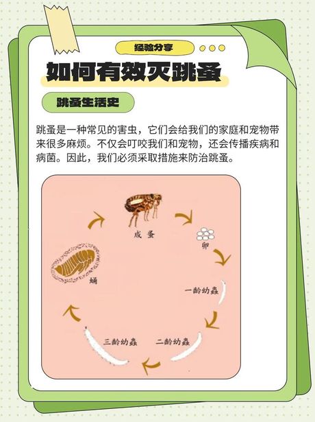 家里有跳蚤怎么消灭