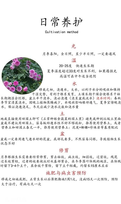 微型月季花的养殖方法