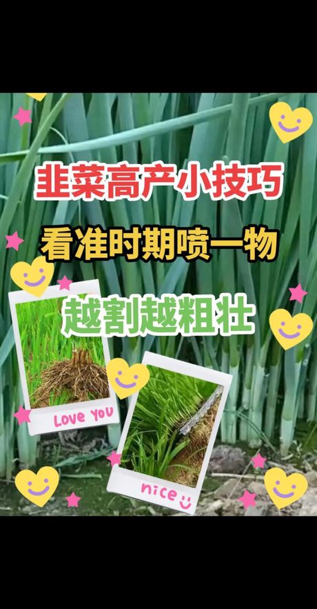 盆栽韭菜的种植方法