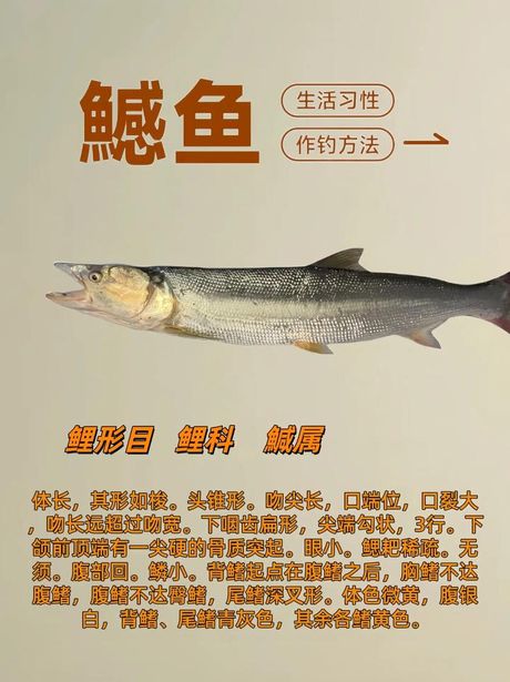 鳡鱼多少钱一斤，鳡鱼价格分析