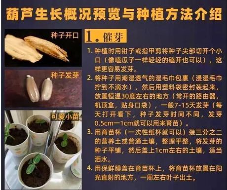 手捻葫芦的种植方法