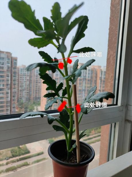 长寿花的修剪方法