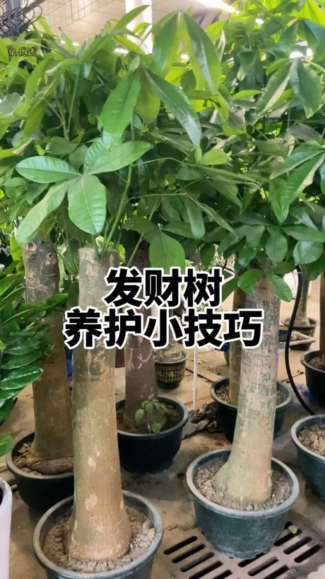盆栽发财树修剪方法