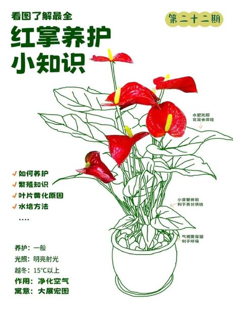 红掌花室内要怎么养，红掌花室内养殖技巧