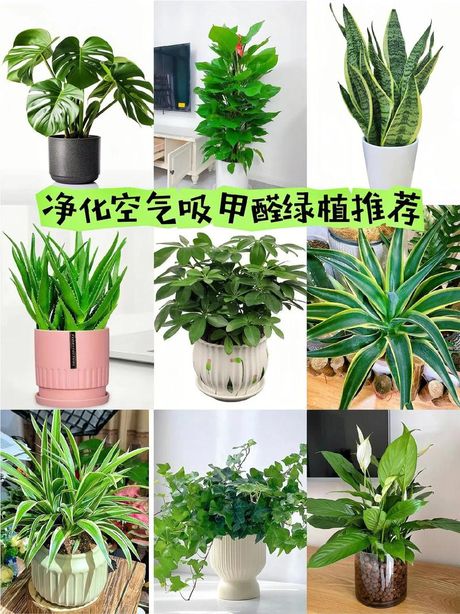 植物除甲醛最有效方法