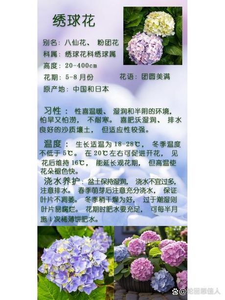 绣球的养殖方法和注意事项有哪些，绣球养殖方法和注意事项