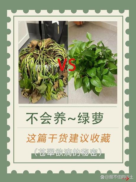土培绿萝的养殖方法