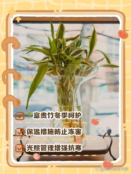 水培富贵竹怎么过冬