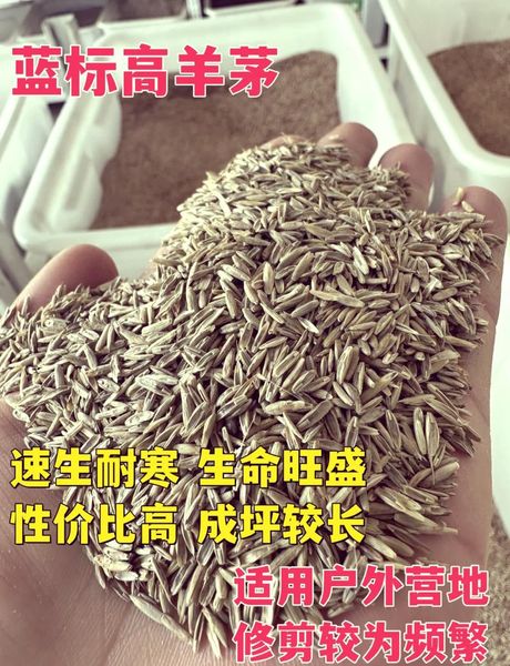 草籽多少钱一斤，草籽价格解析