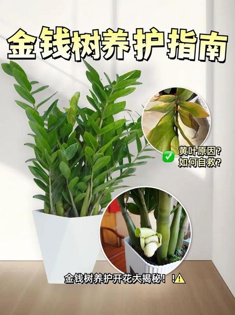 金钱树养殖方法和注意事项