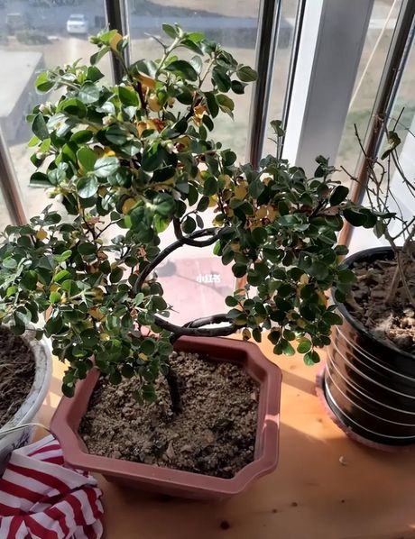 珍珠梅盆景怎么养，珍珠梅盆景养护指南