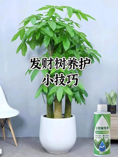 摇钱树苗怎么种才能摇更多次
