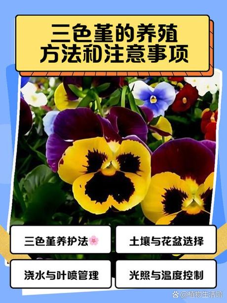 三色堇种植方法