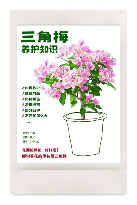 北方三角梅的养殖方法和注意事项