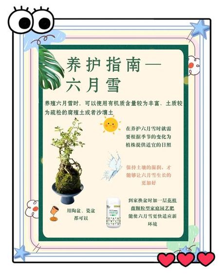 六月雪盆景养殖方法