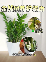 金钱树的养殖方法