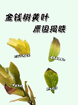 金钱树叶子发黄怎么办