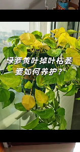 绿萝叶子发黄怎么办：原因解析与解决方法