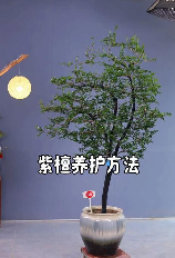 紫檀树怎么养，紫檀树的养护方法