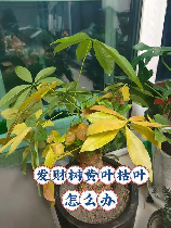 发财树叶子发黄掉落怎么办