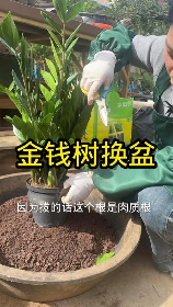 金钱树的繁殖方法