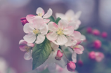 让家具绚烂光彩——聊聊花王漆