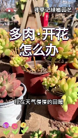 园艺公司，园艺公司如何从多个角度经营您的植物事业？