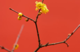 赏花去！蜡梅花盛开了！